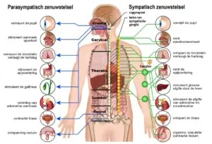 Parasympatisch en Sympatisch zenuwstelsel
